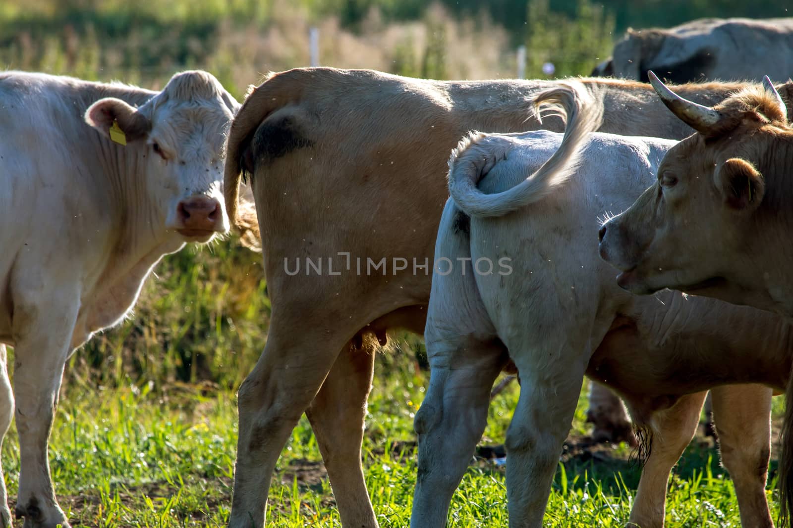 Dairy cows pasture in green meadow in Latvia. Herd of cows grazing in meadow. Cows in meadow in summer time. Cattle grazing in grass, Latvia. 

