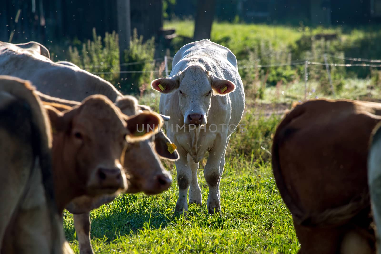 Dairy cows pasture in green meadow in Latvia. Herd of cows grazing in meadow. Cows in meadow in summer time. Cattle grazing in grass, Latvia. 