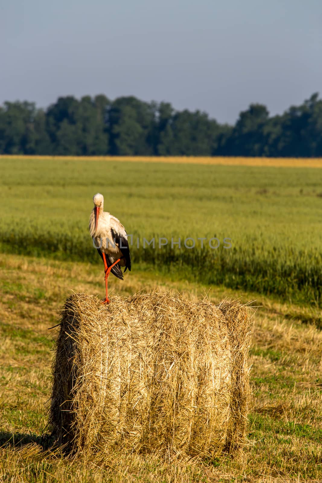 White stork on dry hay bale in green meadow, Latvia. Stork is tall long-legged wading bird with a long bill, with white and black plumage.