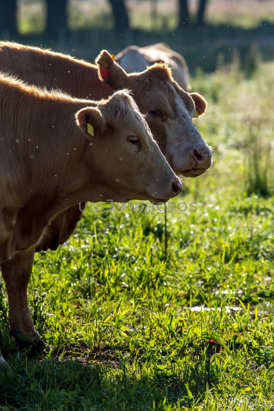 Dairy cows pasture in green meadow in Latvia. Herd of cows grazing in meadow. Cows in meadow in summer time. Cattle grazing in grass, Latvia. 