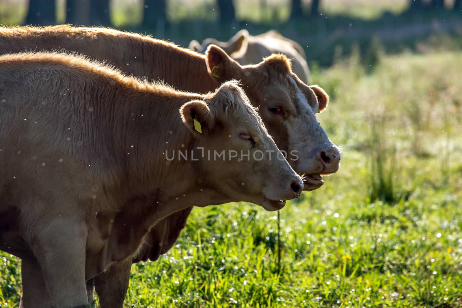 Dairy cows pasture in green meadow in Latvia. Herd of cows grazing in meadow. Cows in meadow in summer time. Cattle grazing in grass, Latvia. 