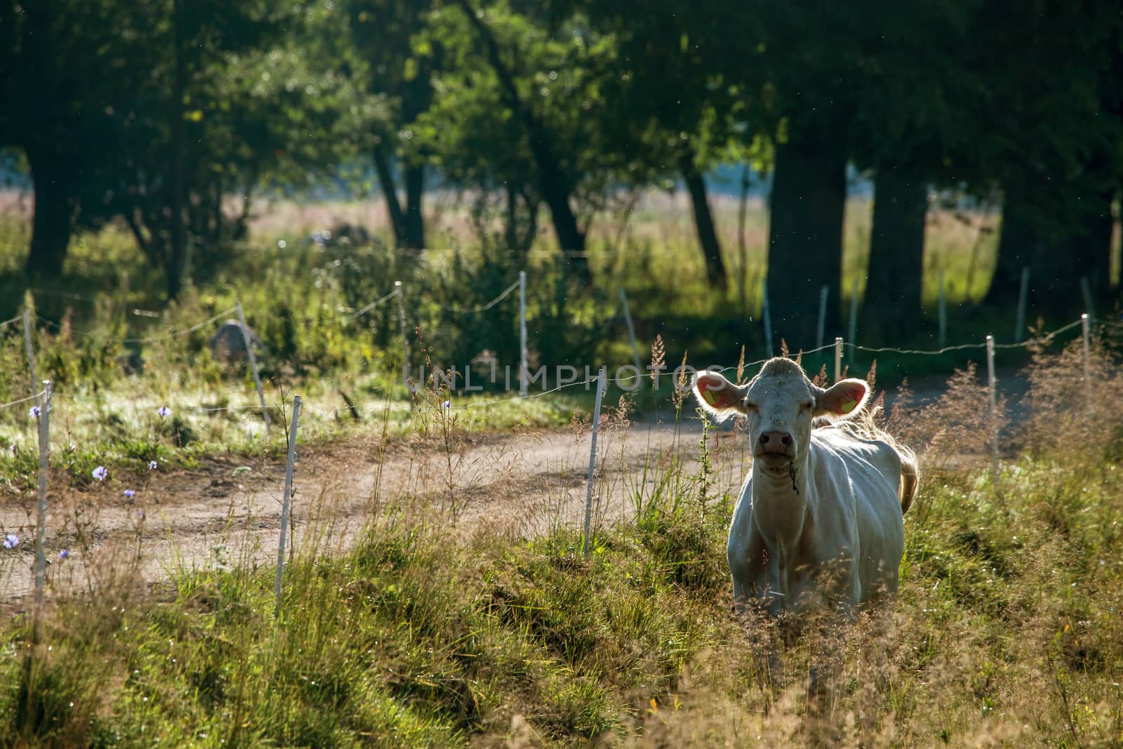 White cow pasture in green meadow next to the rural road in Latvia. Herd of cows grazing in meadow. Cows in meadow in spring time. Cattle grazing in grass, Latvia. 

