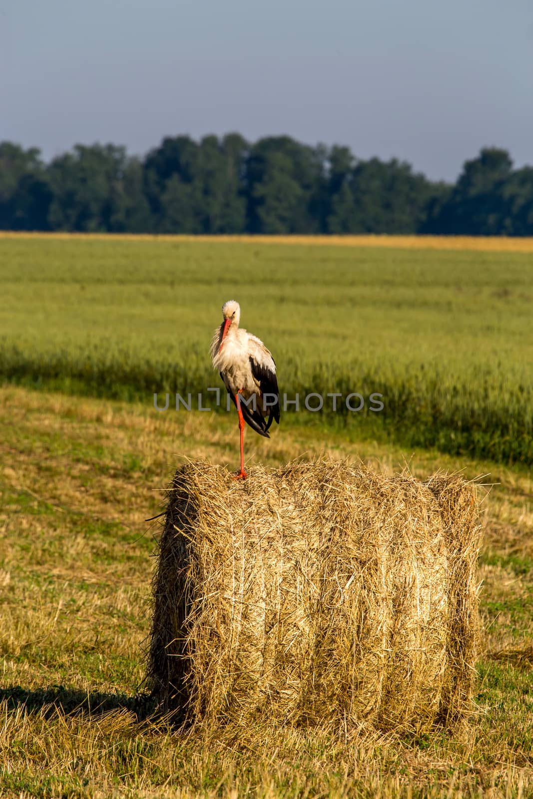 White stork on dry hay bale in green meadow, Latvia. Stork is tall long-legged wading bird with a long bill, with white and black plumage.