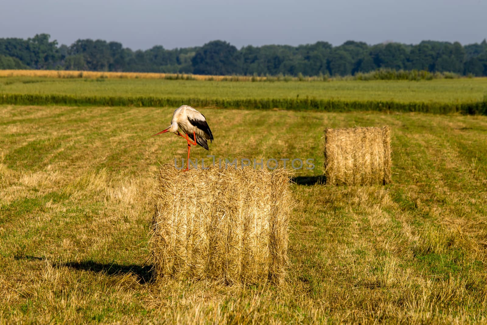 White stork on dry hay bale in green meadow, Latvia. Stork is tall long-legged wading bird with a long bill, with white and black plumage.
