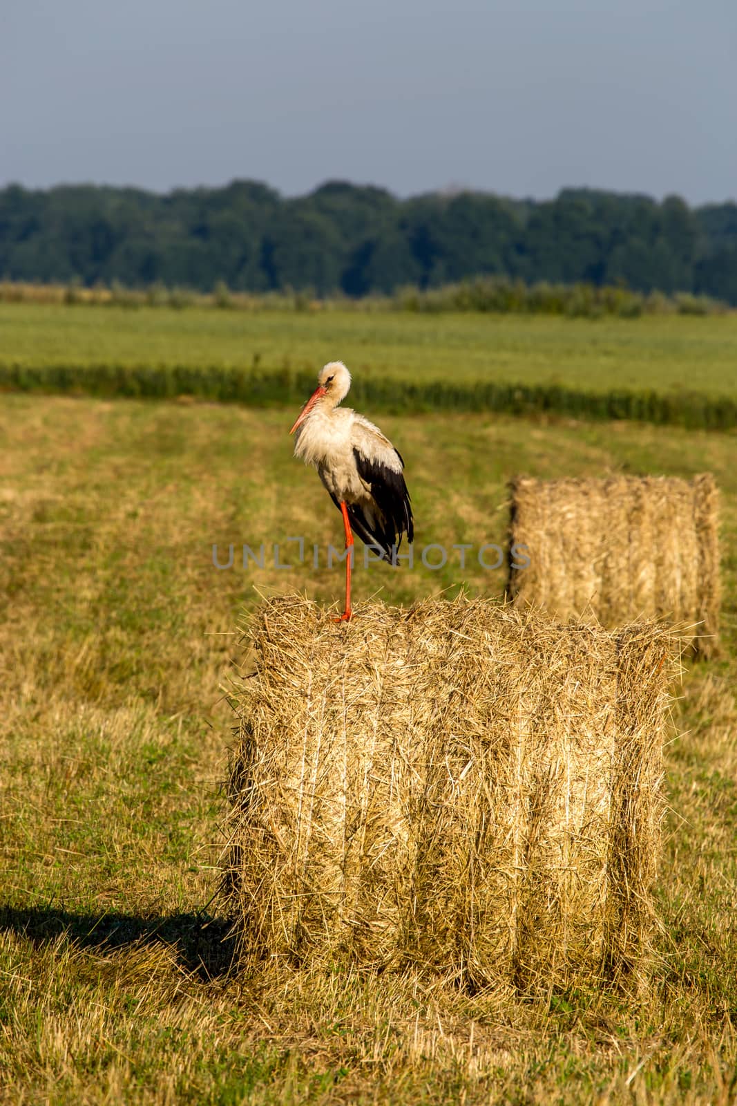 White stork on dry hay bale in green meadow, Latvia. Stork is tall long-legged wading bird with a long bill, with white and black plumage.