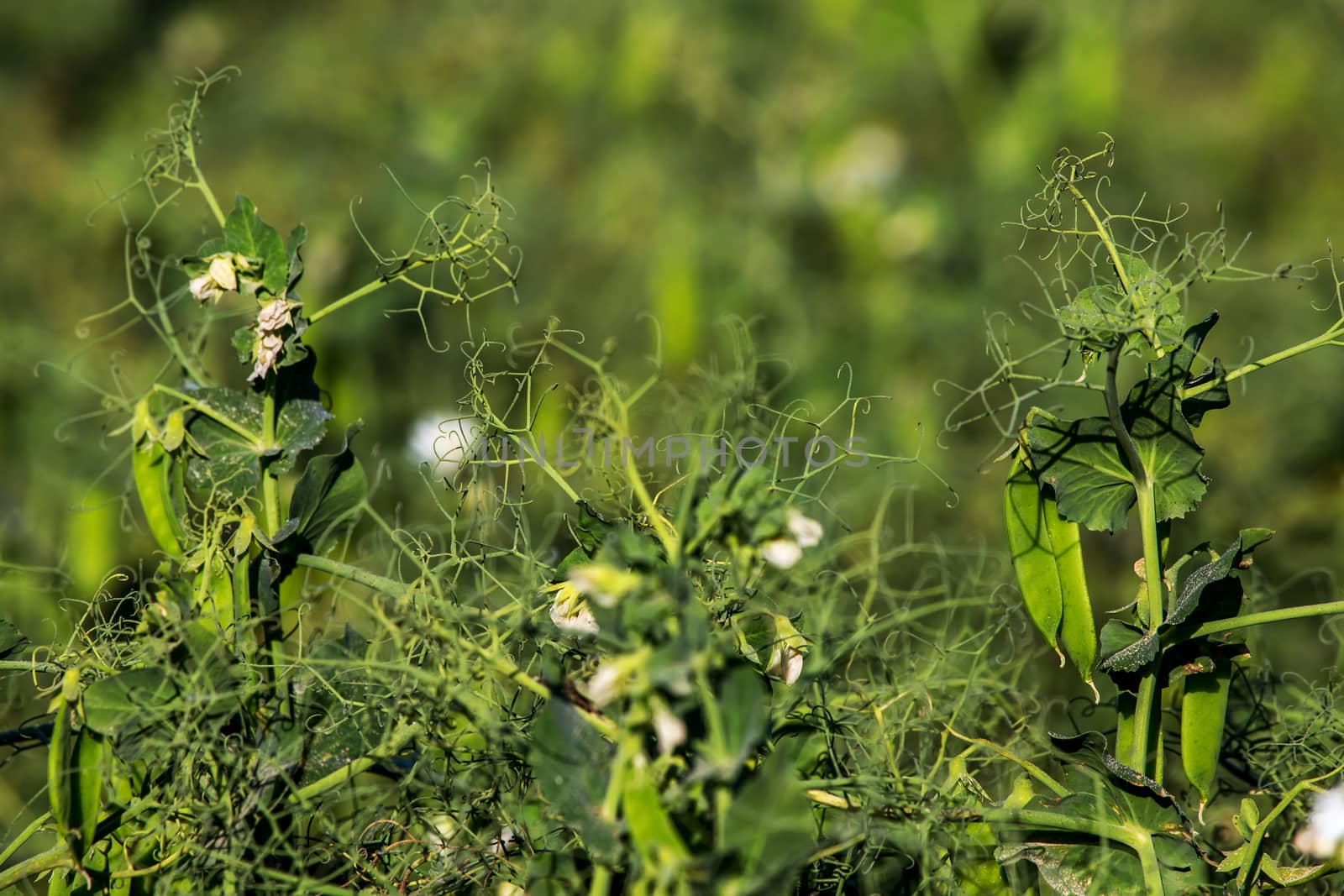Green pea plants with growing pods. Pods of young green peas. Blooming green sugar peas in Latvia. Beautiful close up of green fresh peas in the garden. Healthy food. 