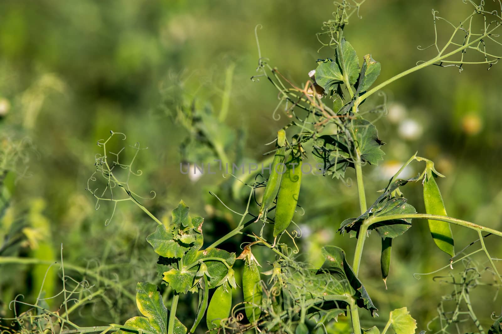 Green pea plants with growing pods. Pods of young green peas. Blooming green sugar peas in Latvia. Beautiful close up of green fresh peas in the garden. Healthy food. 