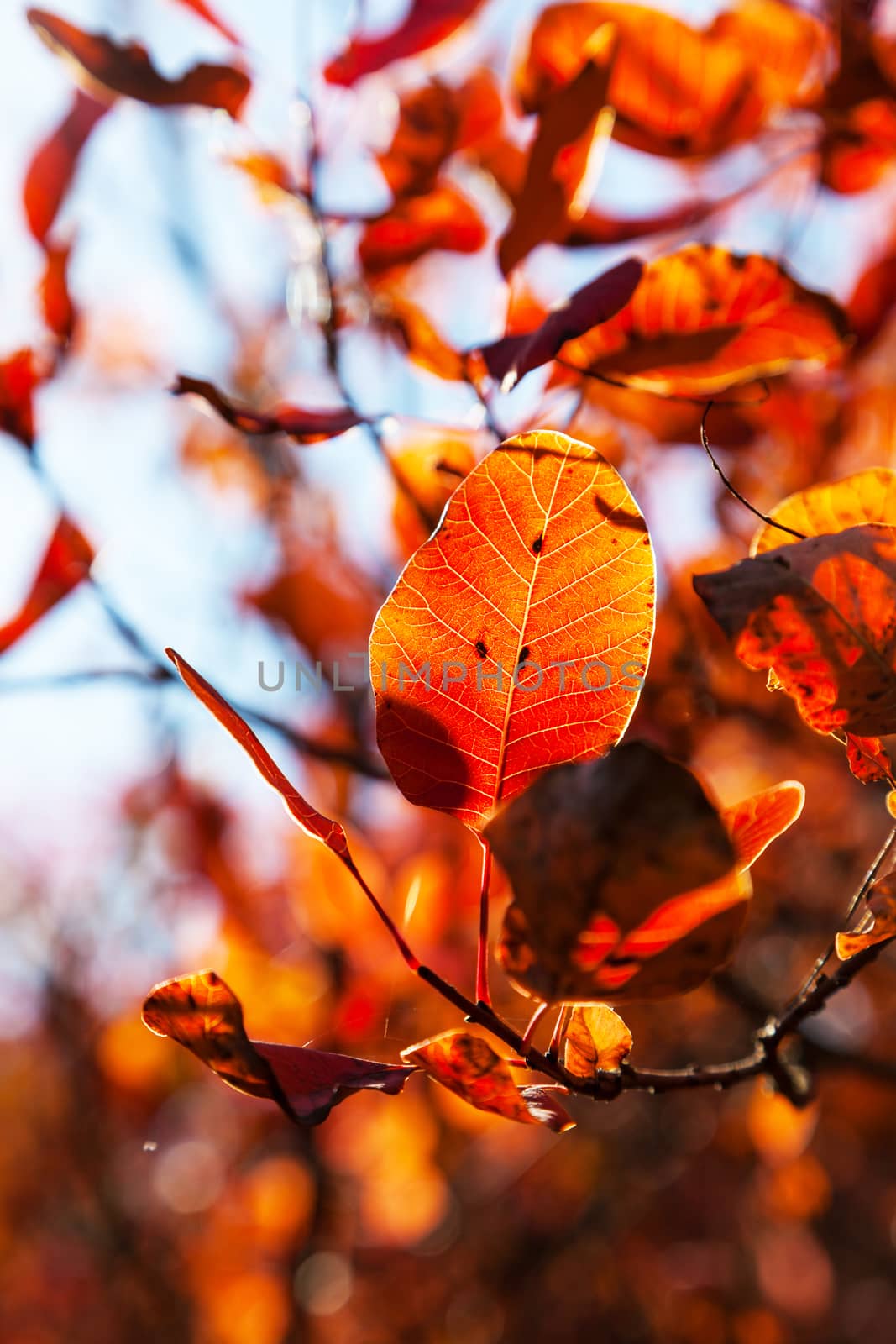 autumn trees and beautiful orange color leaves