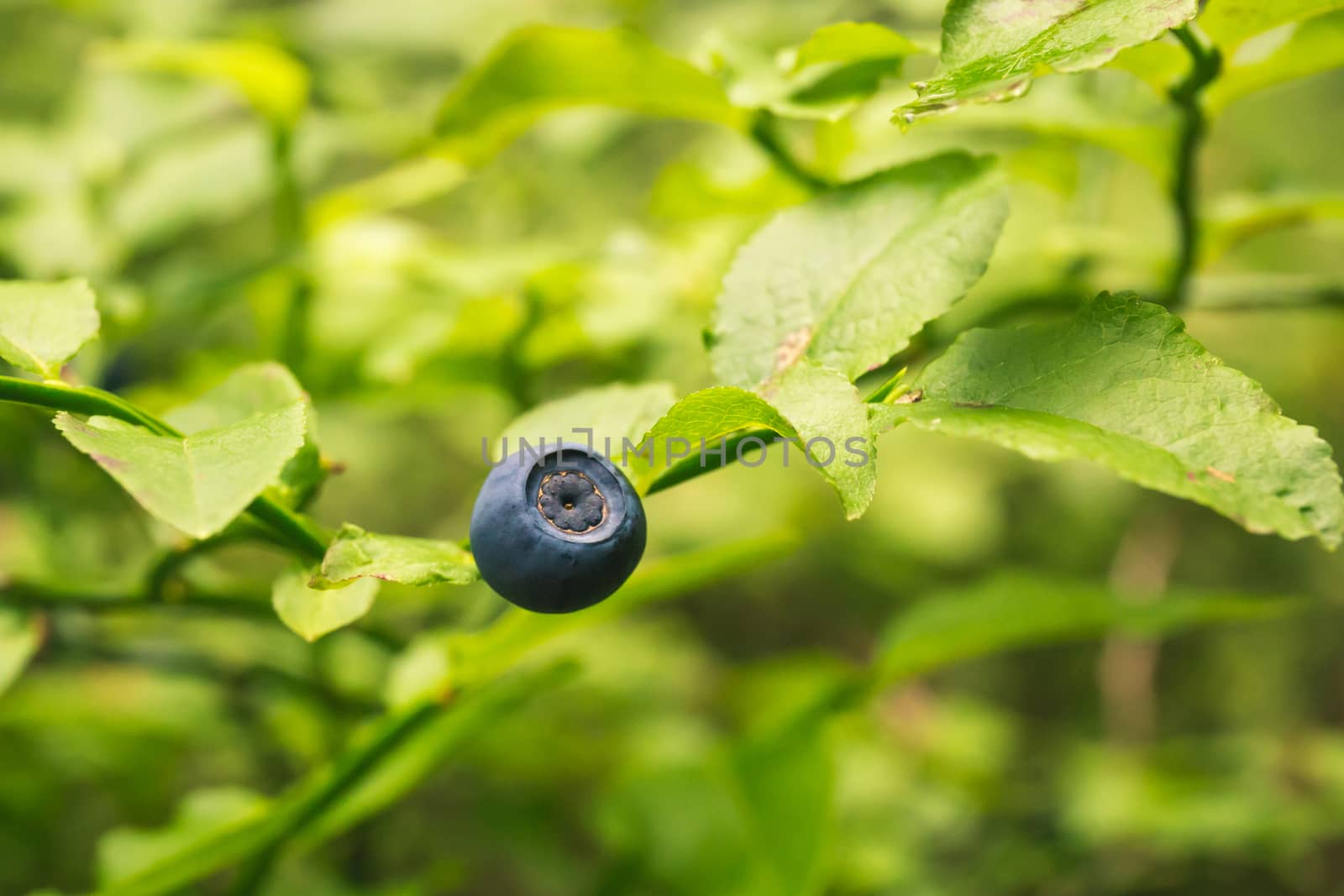 BIO Fresh Organic Blueberries on the bush. close up by petrsvoboda91