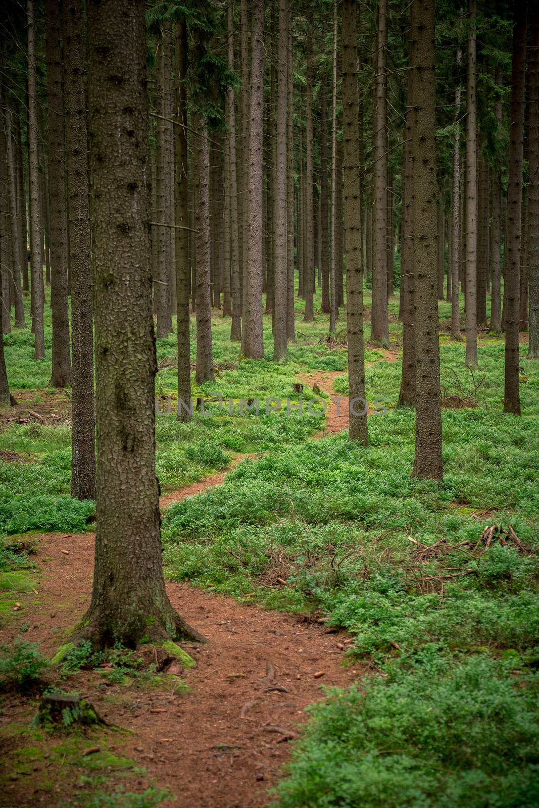 Camouflaged bunker WWII in the forrest