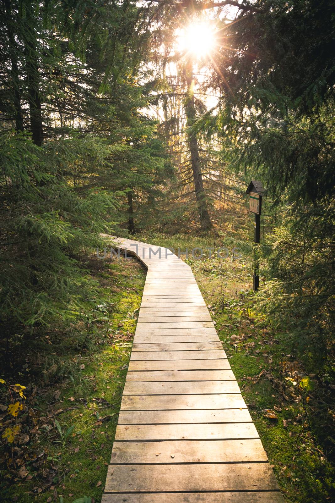 Wooden walkway path in a beautiful green fir forest in the autumn.