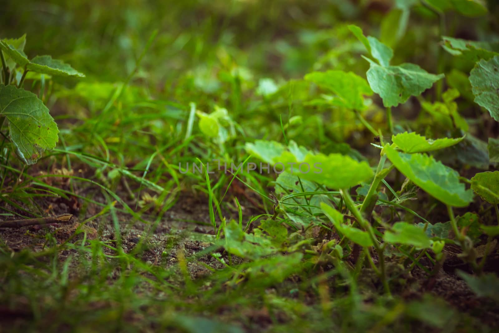 Close up on forest ground flora with green plants and grass.