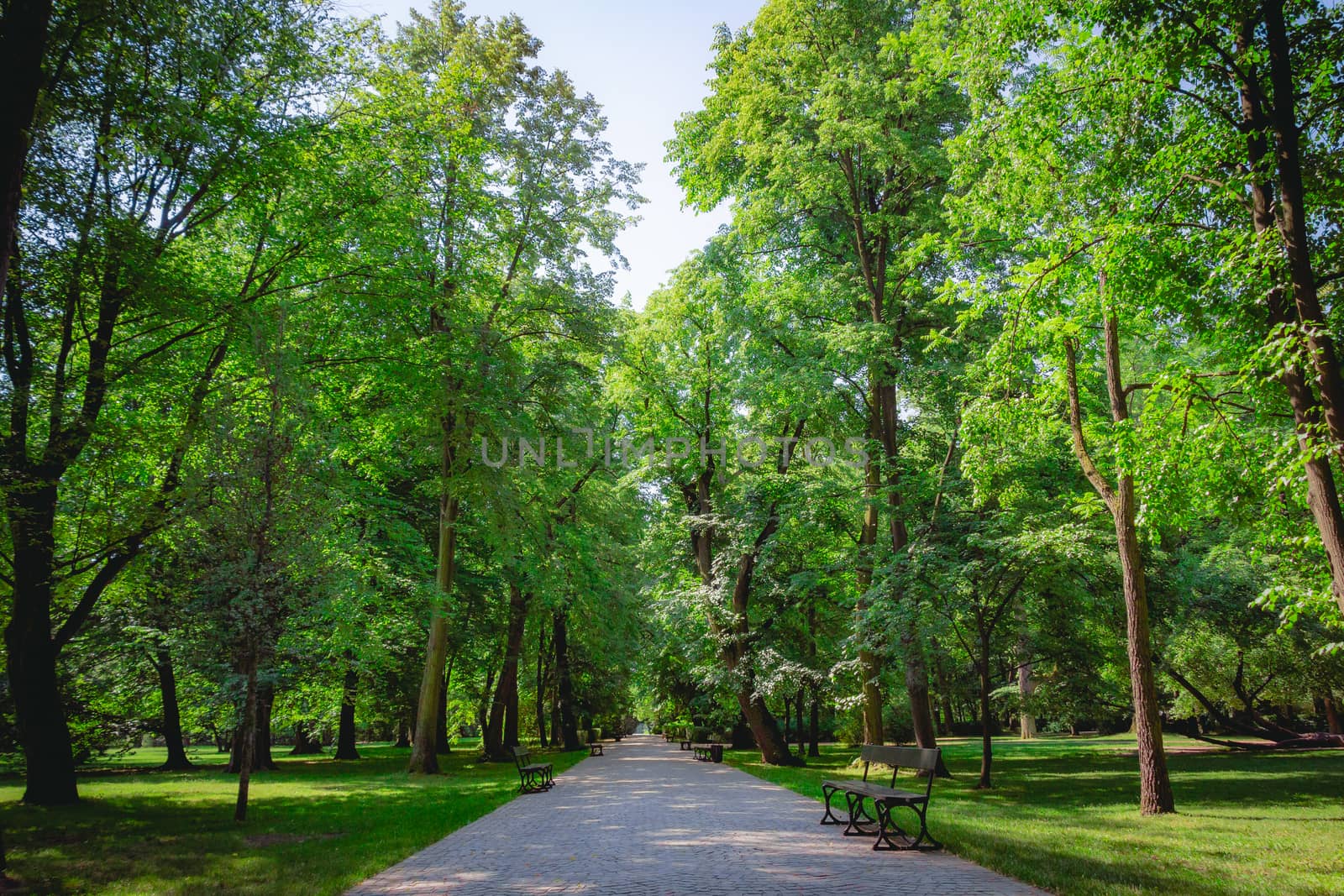 Beautiful alley with green trees in Lazienki Park at Warsaw Poland.
