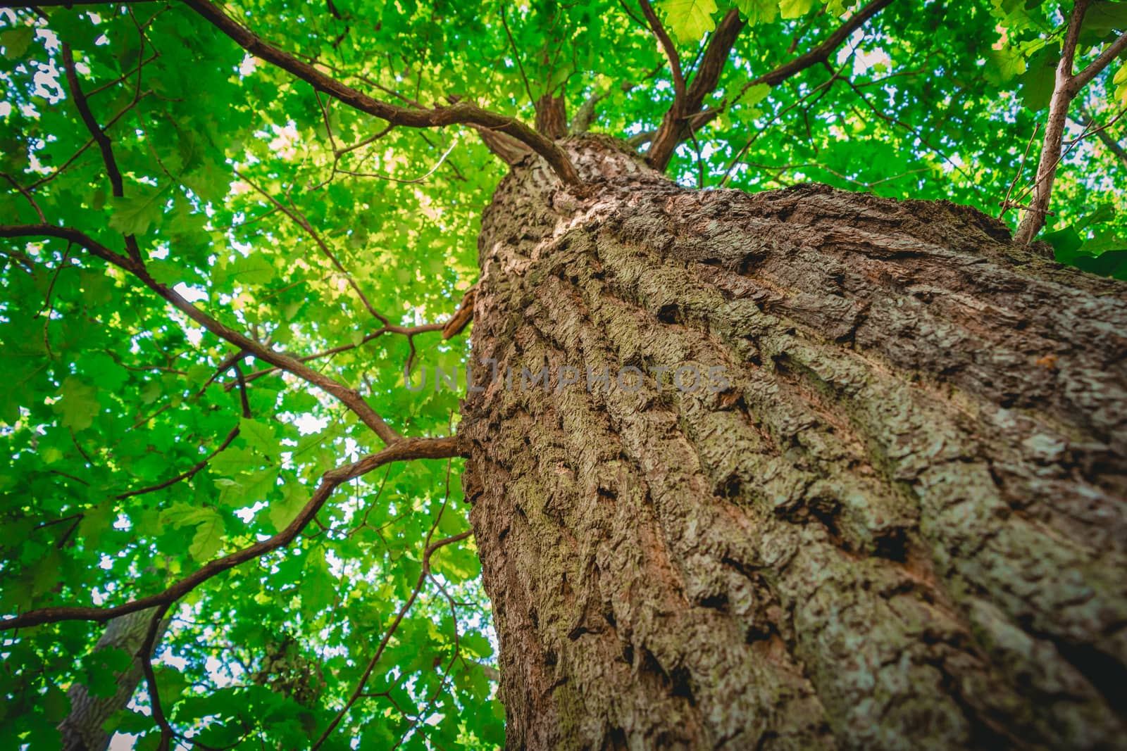 Tree from below with a shallow depth of field.