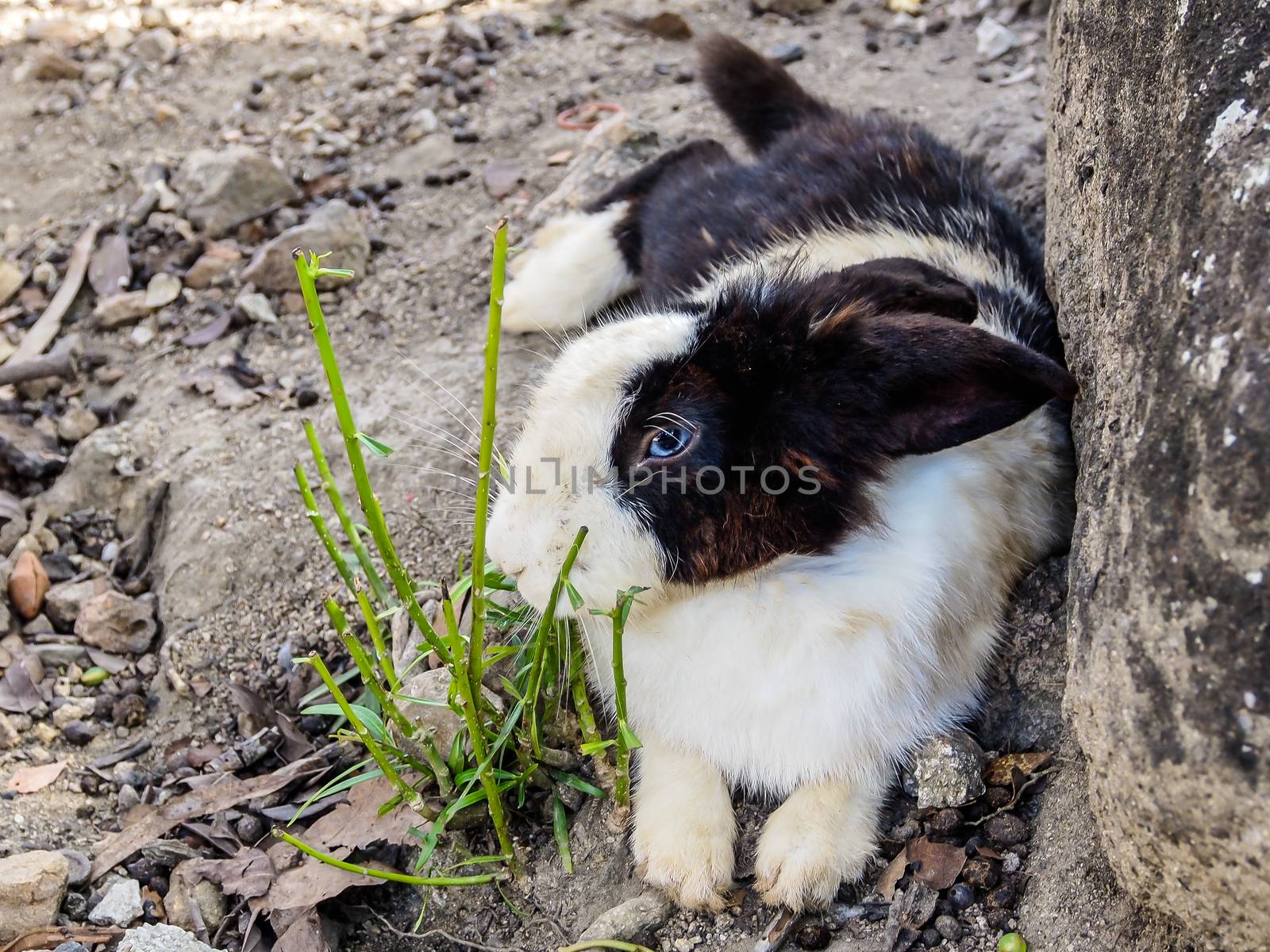 Black and White rabbit sitting between the rocks in the forest