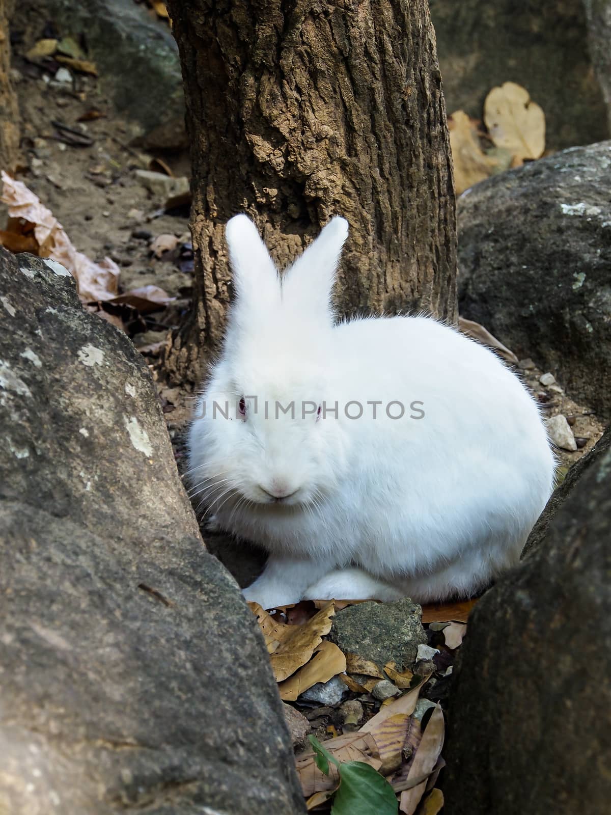 White rabbit sitting between the rocks in the forest