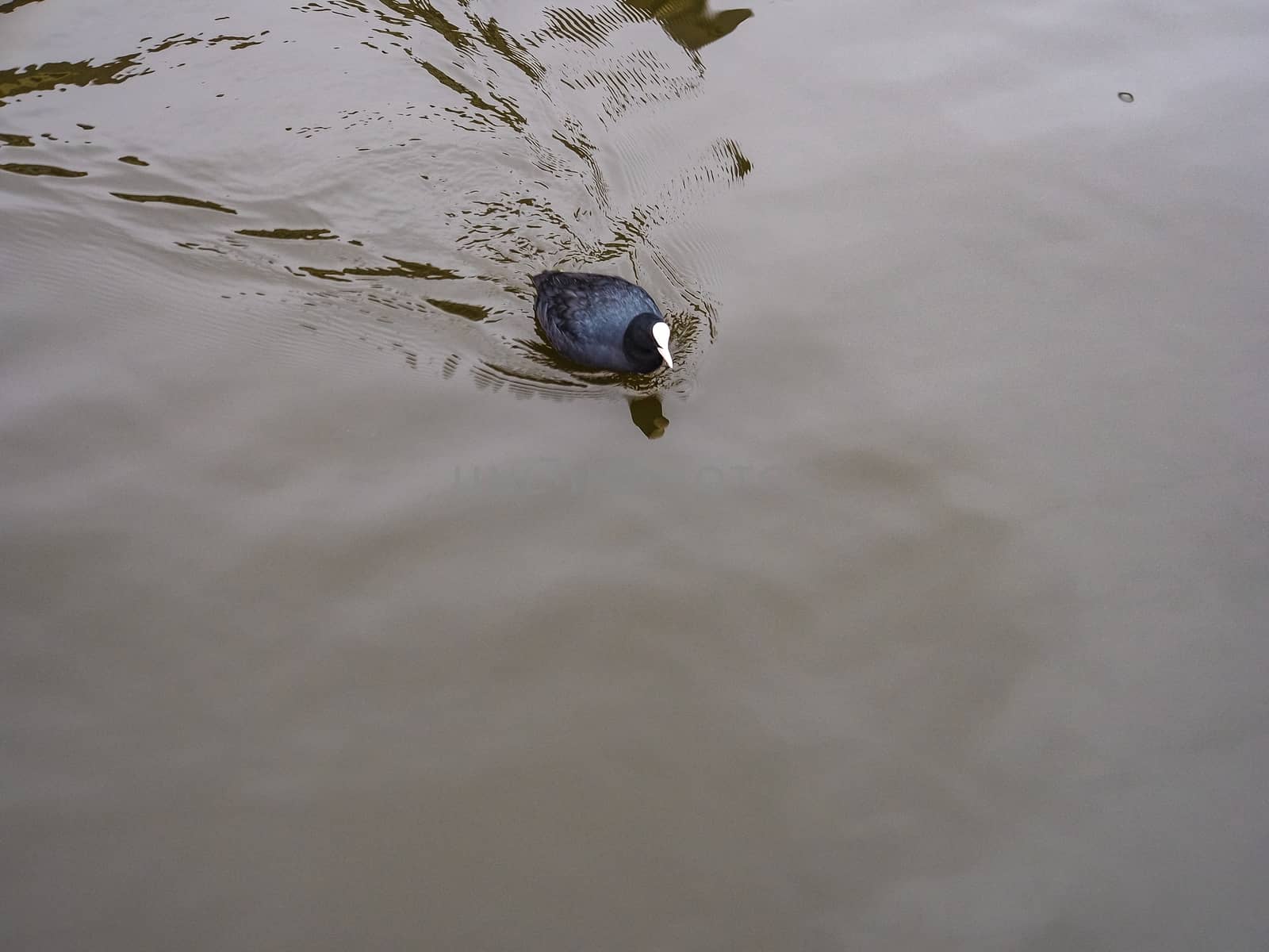 Coot Bird Call Bird Song Coots swimming in the water in countryside of the Netherlands