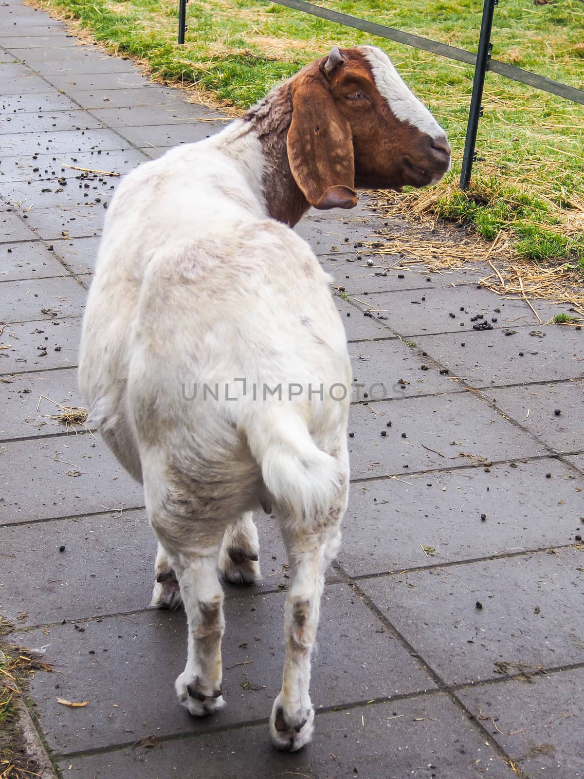 Brown and white goat by simpleBE