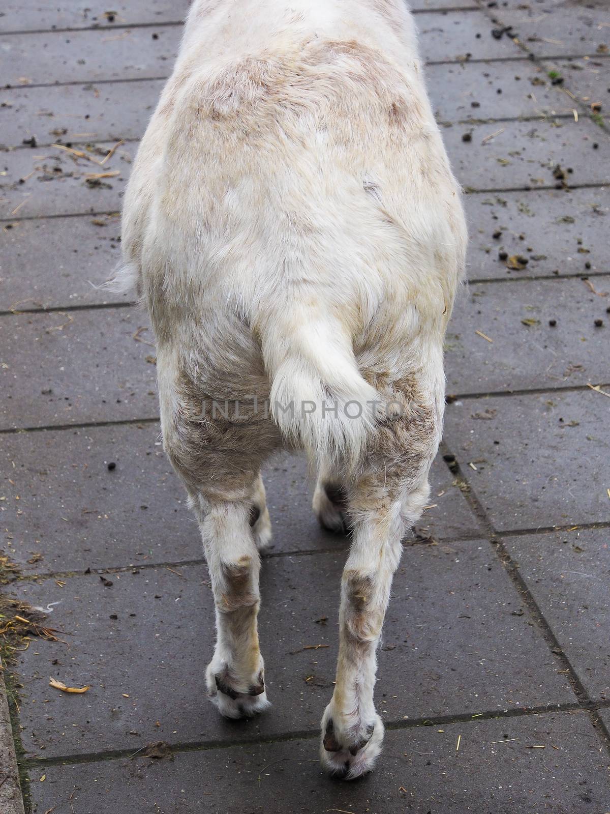 Ass of white goat at The Zaanse Schans, the Netherlands