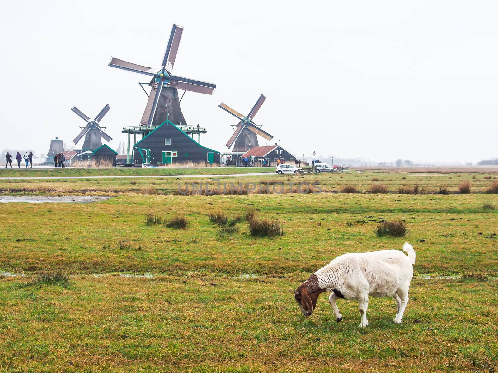 Brown and white goat with windmills by simpleBE