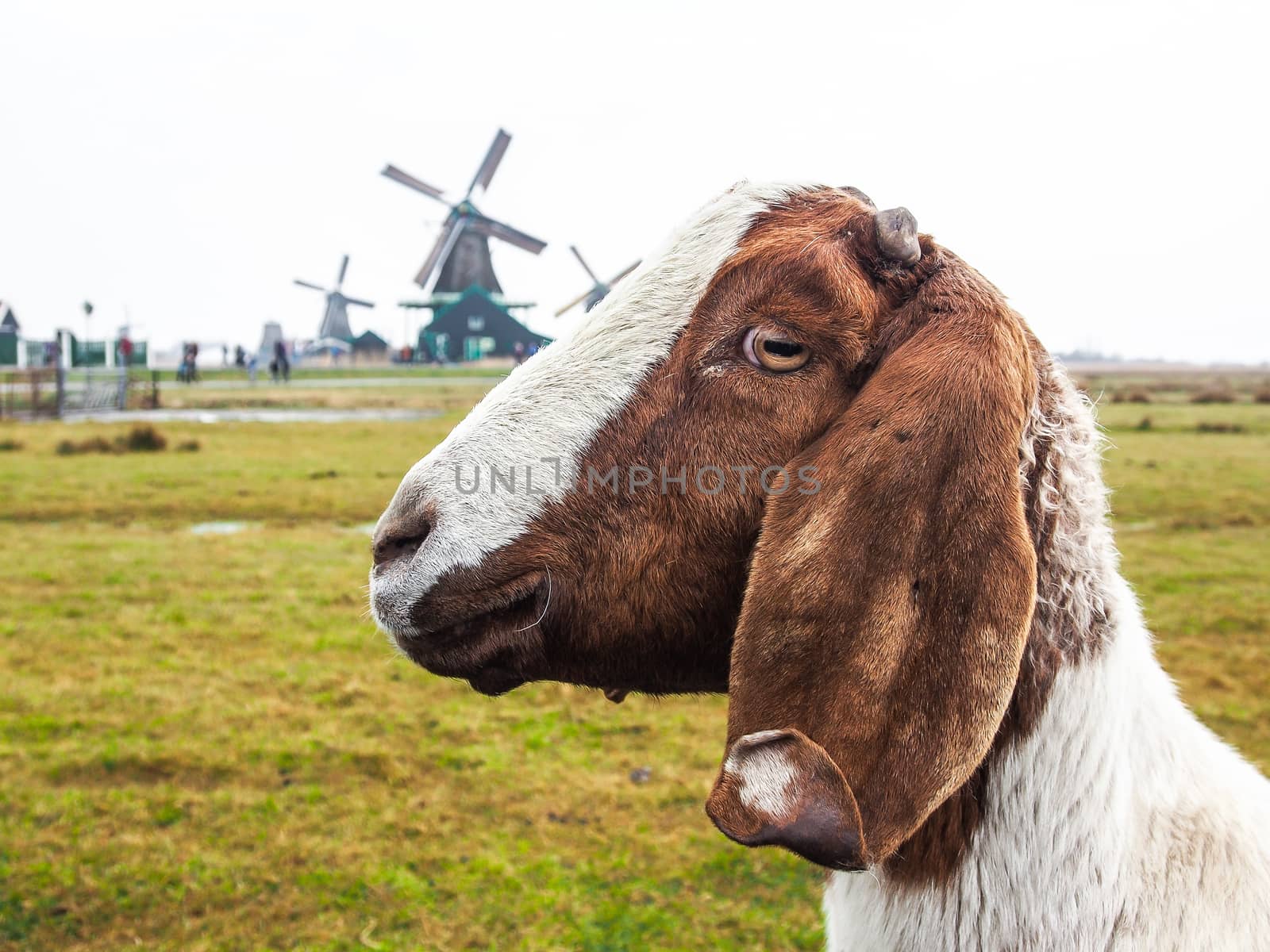 Brown and white goat with windmills at The Zaanse Schans, the Netherlands