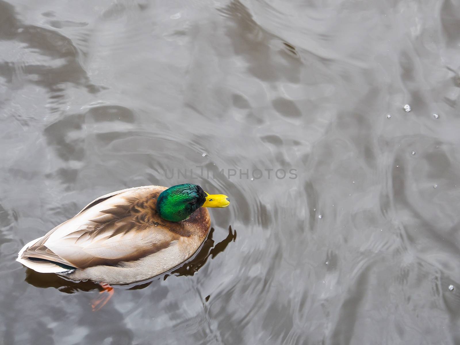 Wild duck swimming  by simpleBE