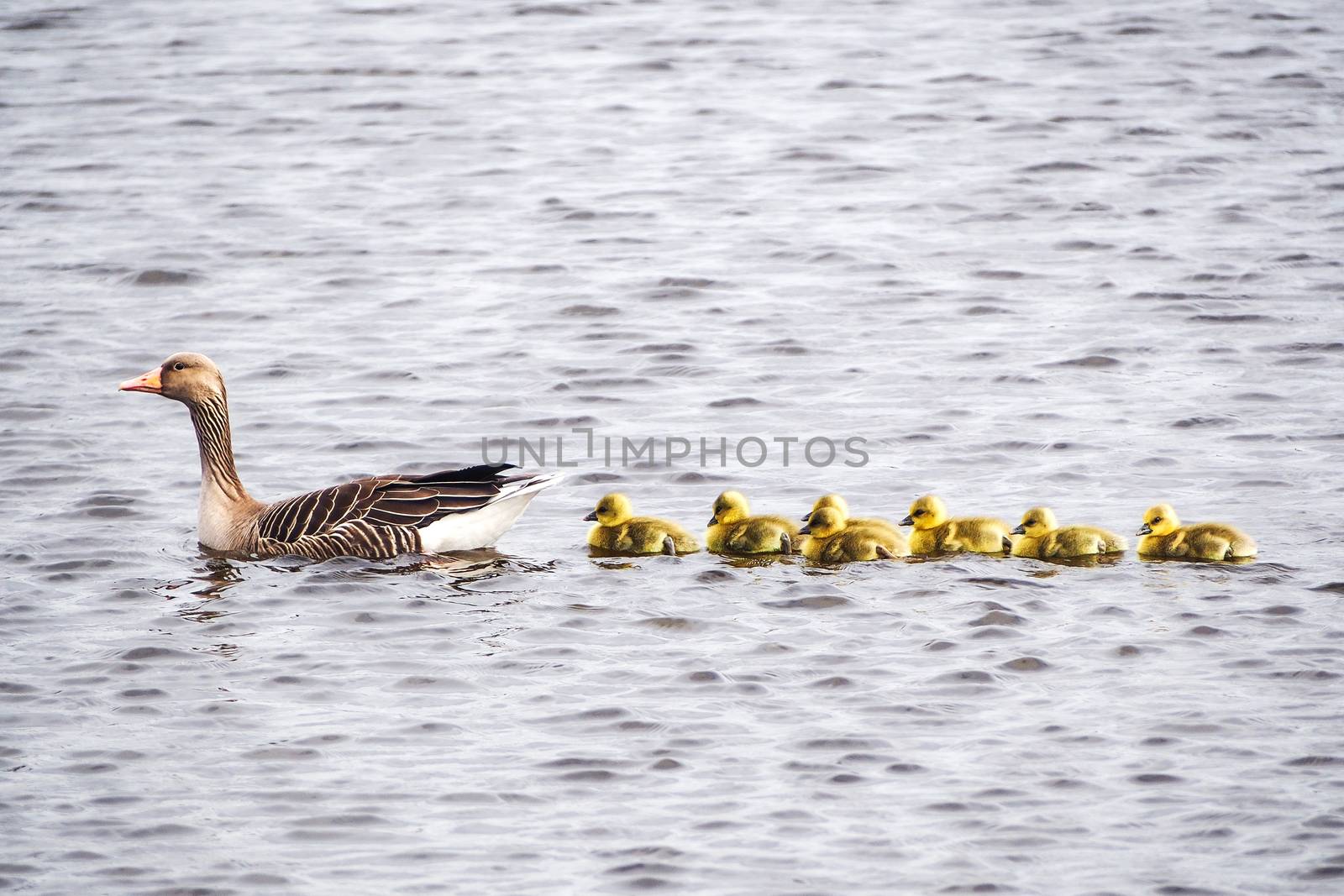 Mother duck with cute duckling on the lake in the Netherlands. Mallard duck with duckling.