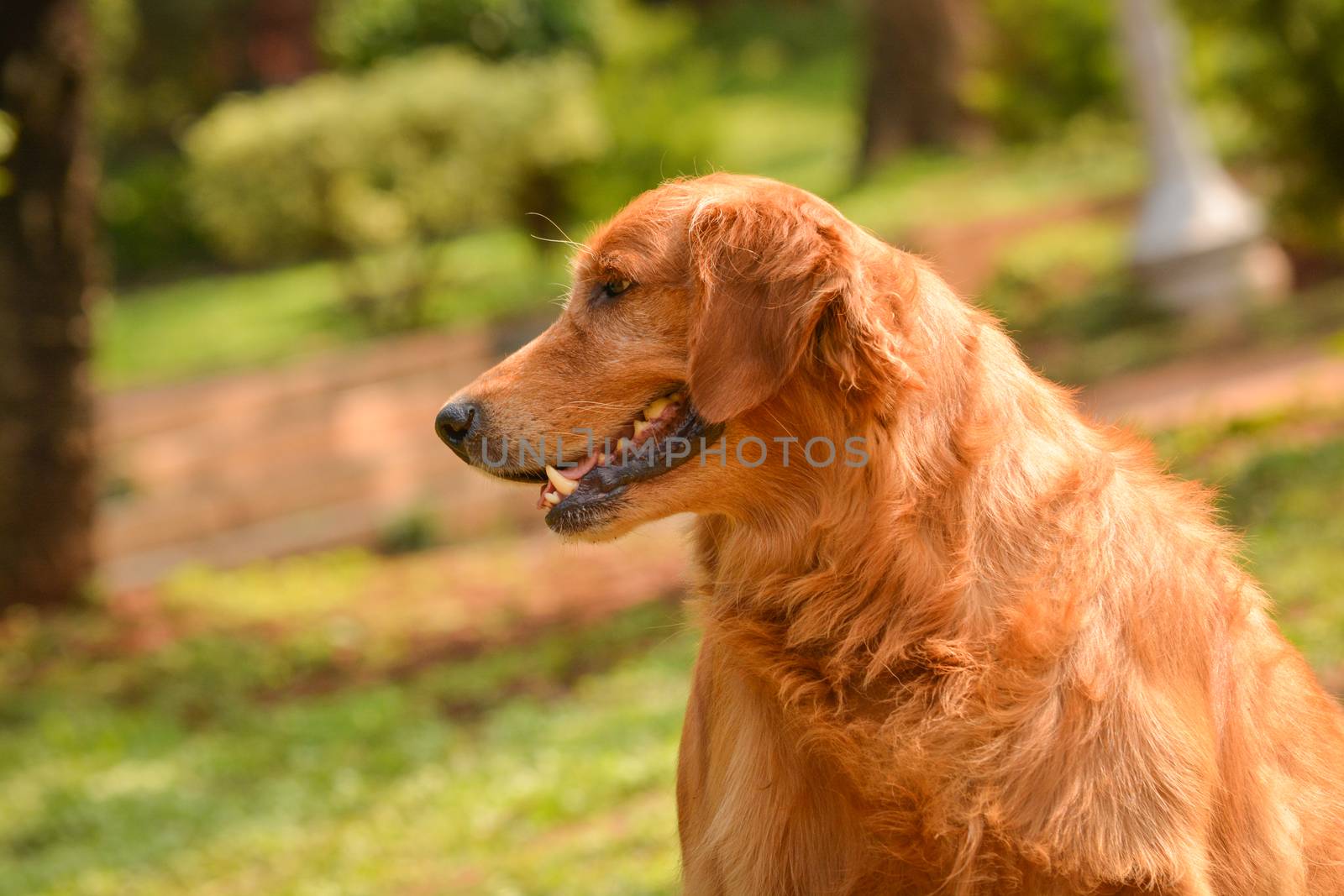 purebred golden retriever dog sitting in park alone.