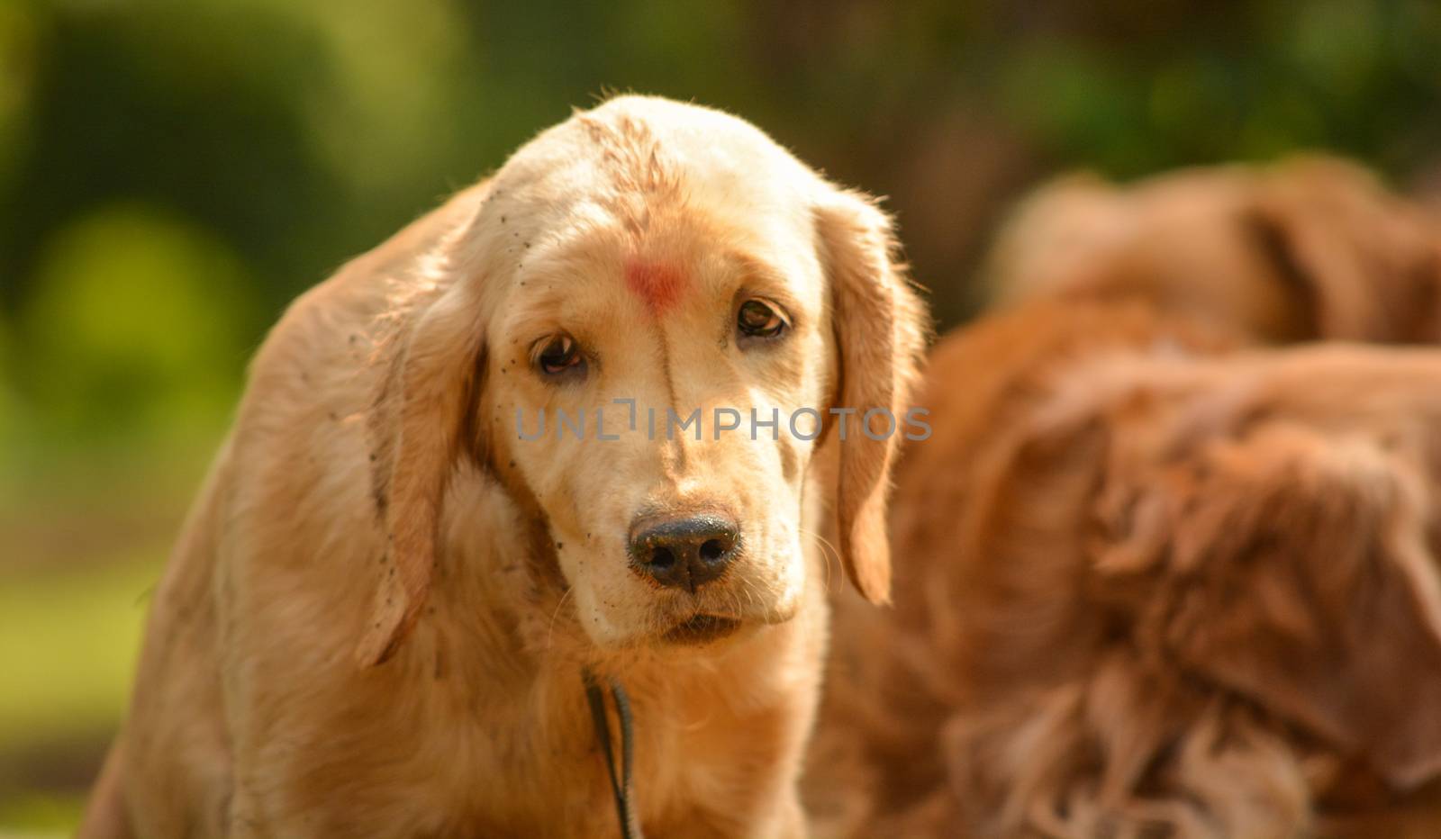 purebred golden retriever dog looks lazy in park during morning