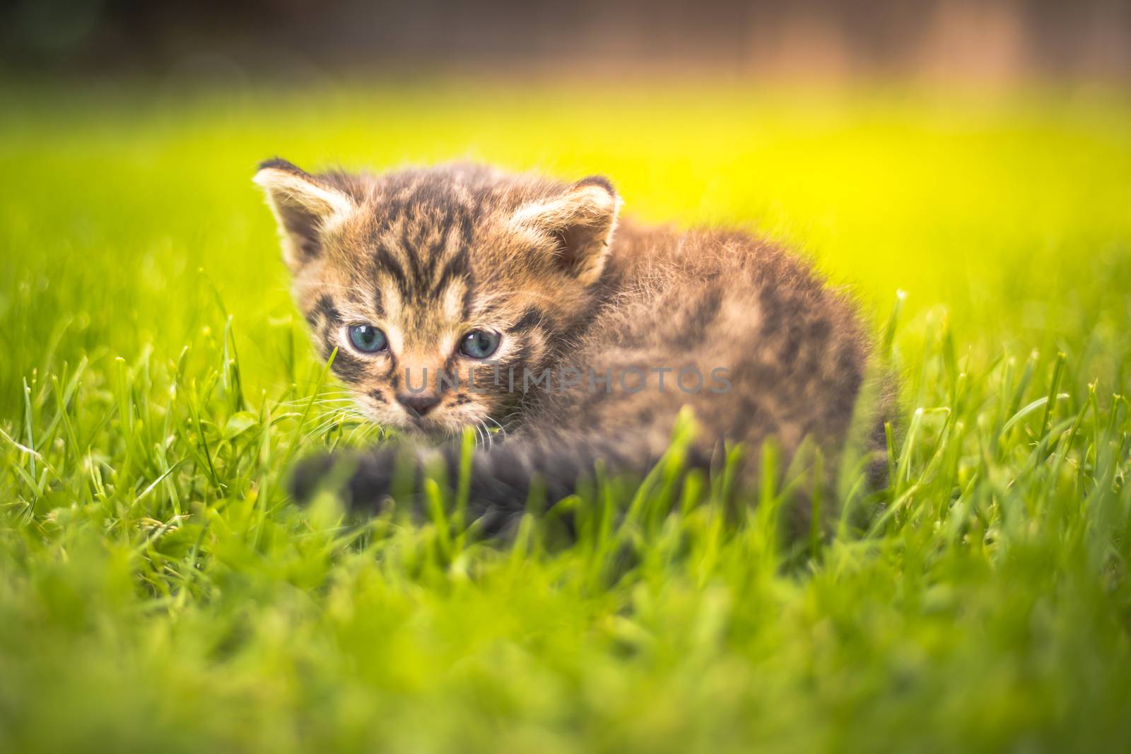 kitten in the garden in the grass