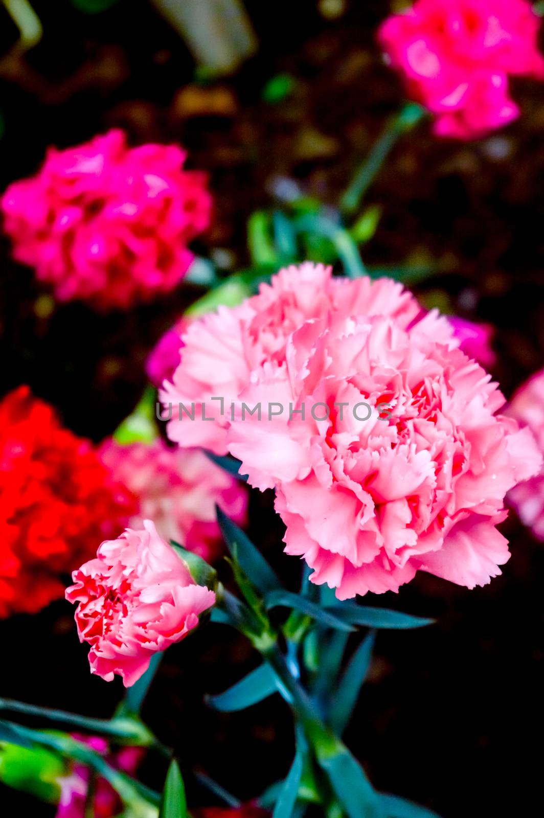 Dianthus caryophyllus, the carnation or clove pink is a species of Dianthus. It is an herbaceous perennial plant. The carnation is national flower of Spain, Monaco, and Slovenia.