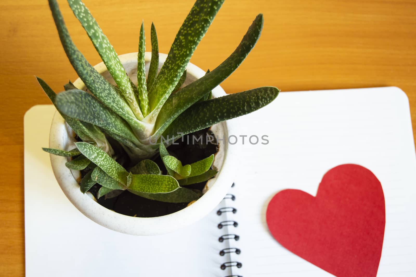 Workspace Desk, office supplies and cacti succulents with HEART with copy space Template for women's blog, minimal style by claire_lucia