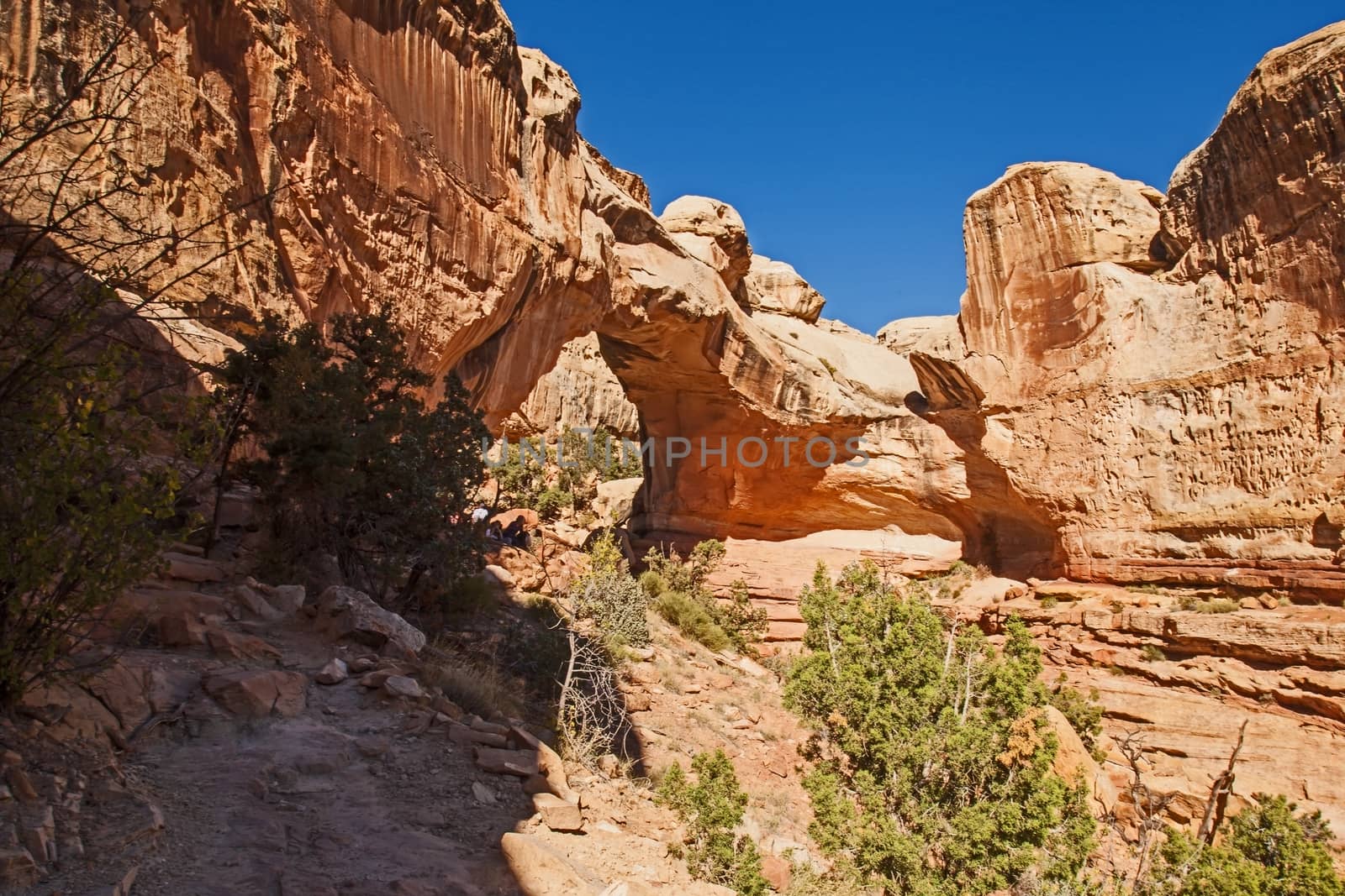 The Hickman's Natural Bridge in Capitol Reef National Park. Utah. USA