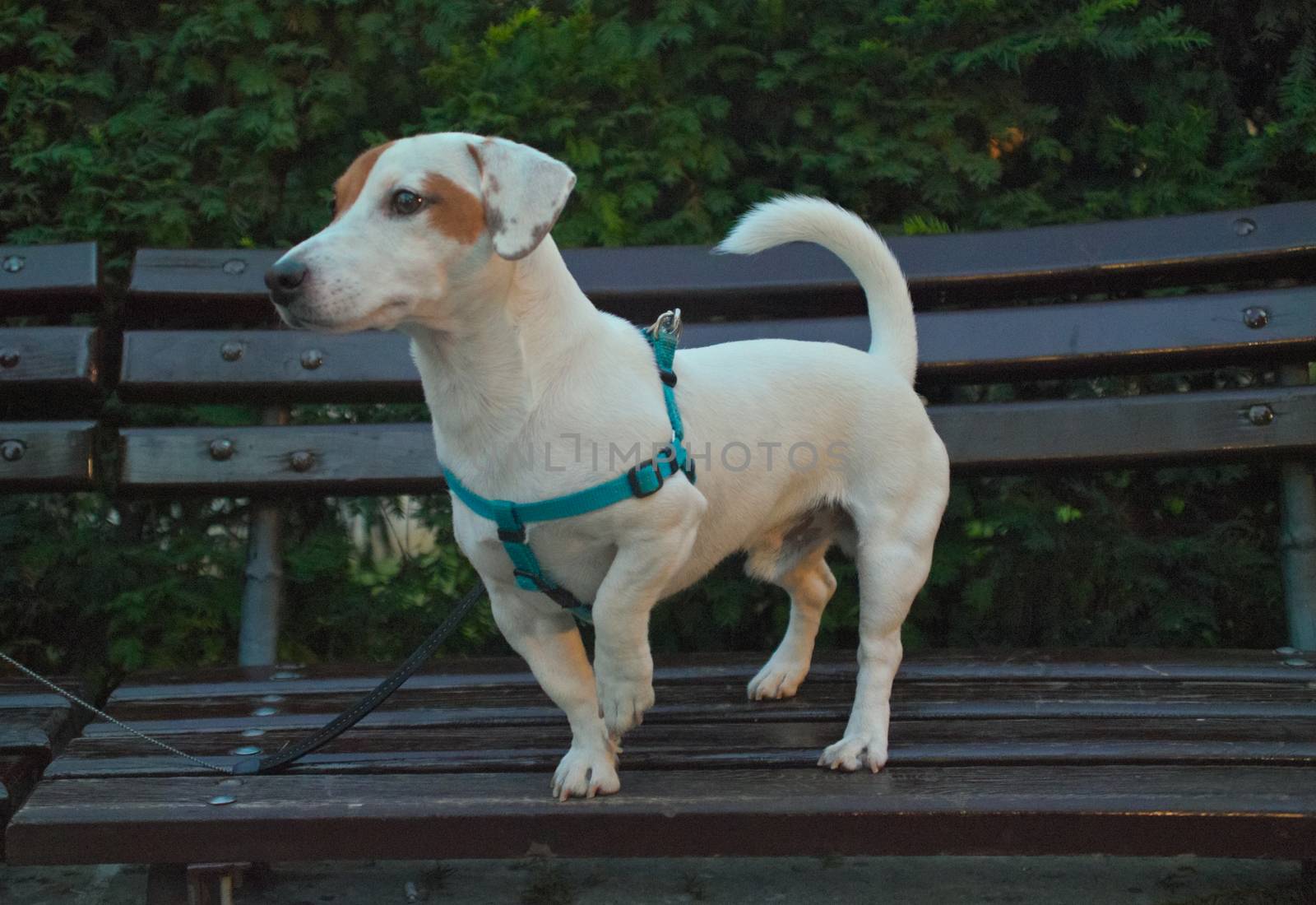 Small white dog proudly posing on bench by sheriffkule