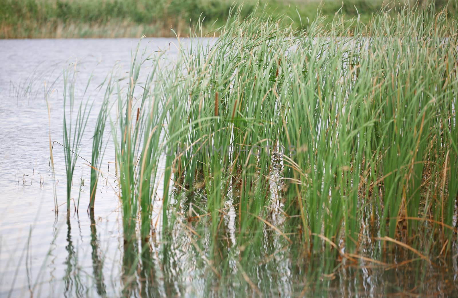 Reed plants in open water of the Florida lake by Novic