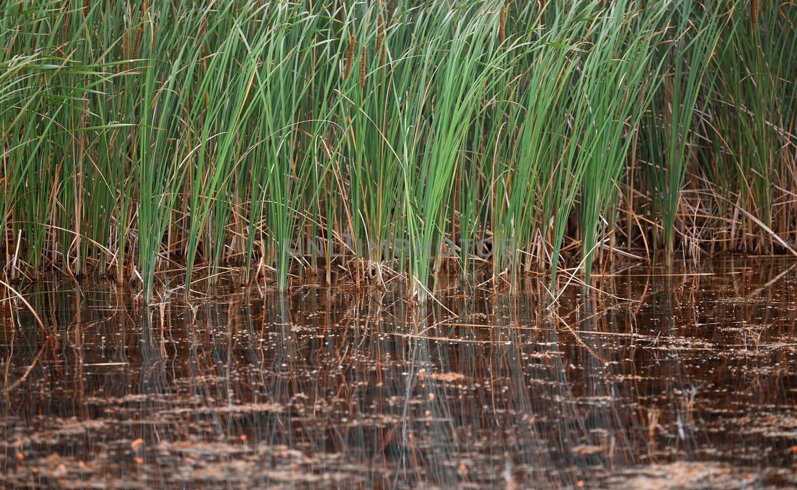 Reed plants in open water of the Florida lake by Novic