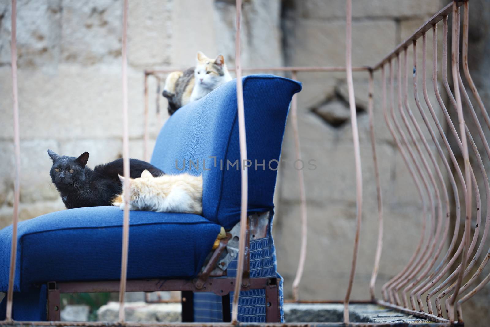 Three undomesticated cats on a blue abandoned arm-chair by Novic