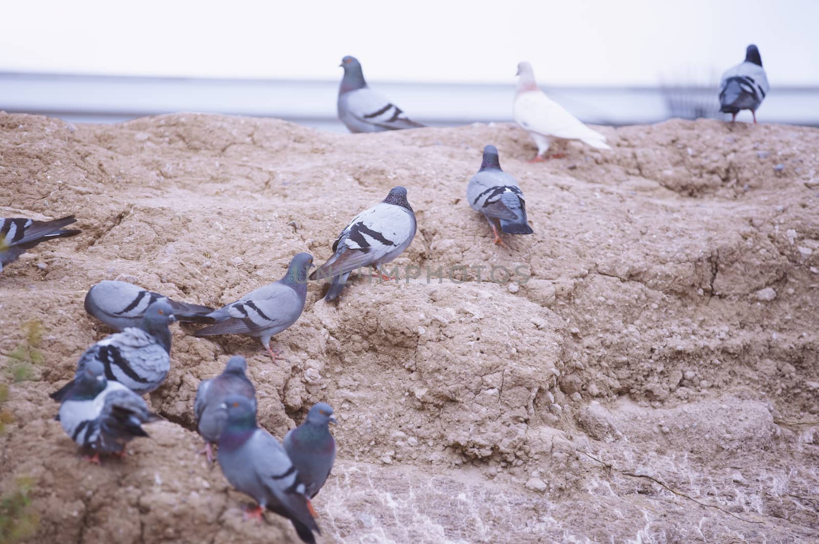 Flock of pigeons on the rock. Close-up horizontal view