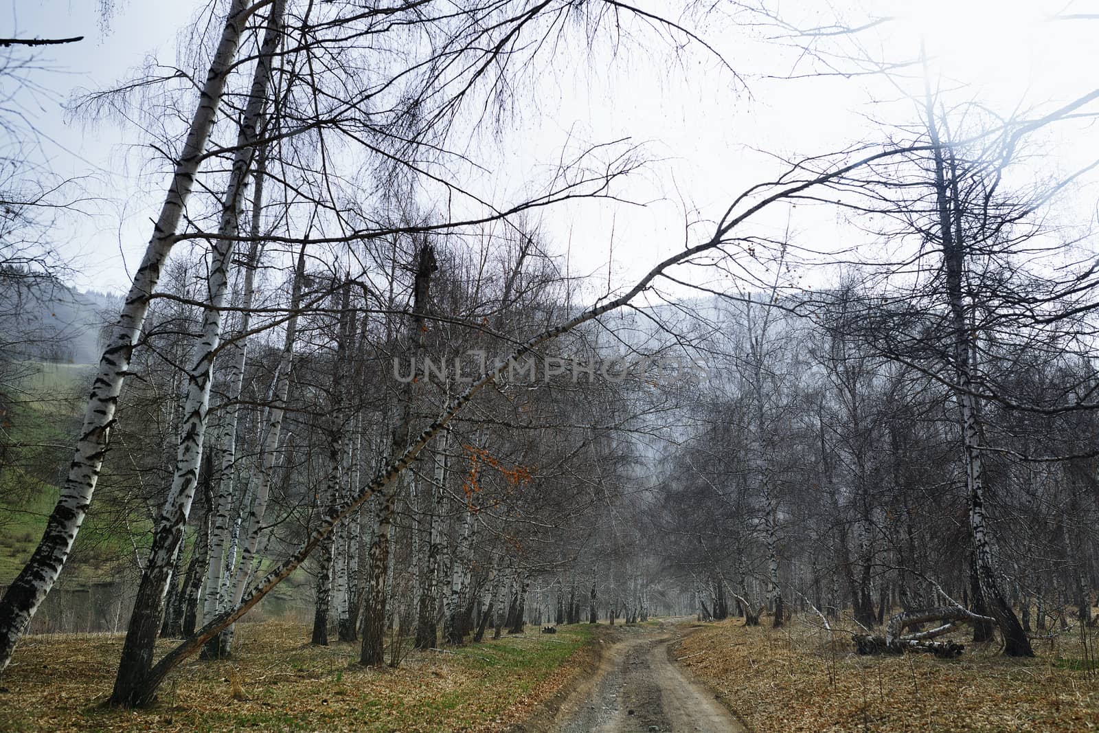 Country road in the birch forest by Novic