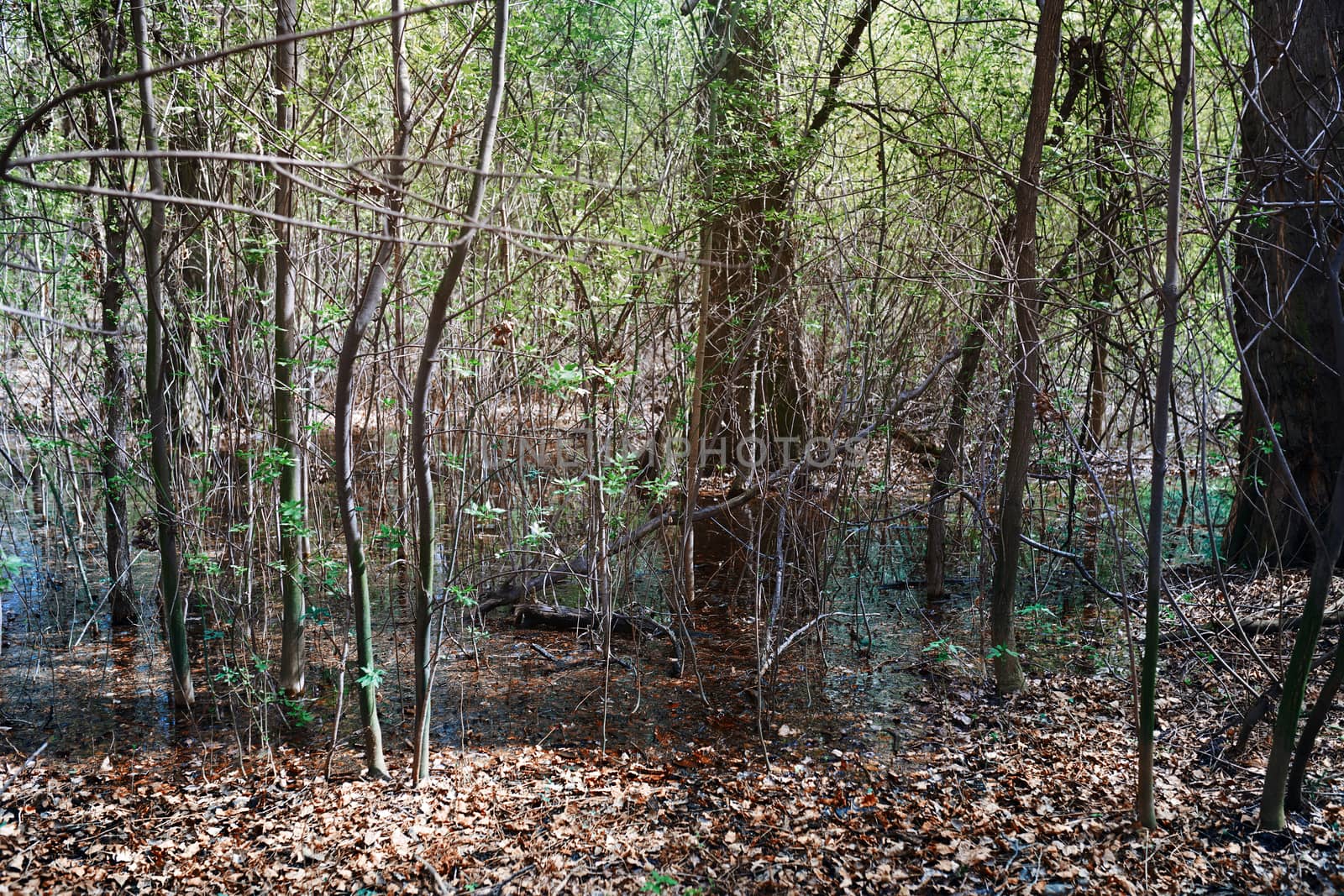 Marsh and swamp in a deep forest, United Kingdom