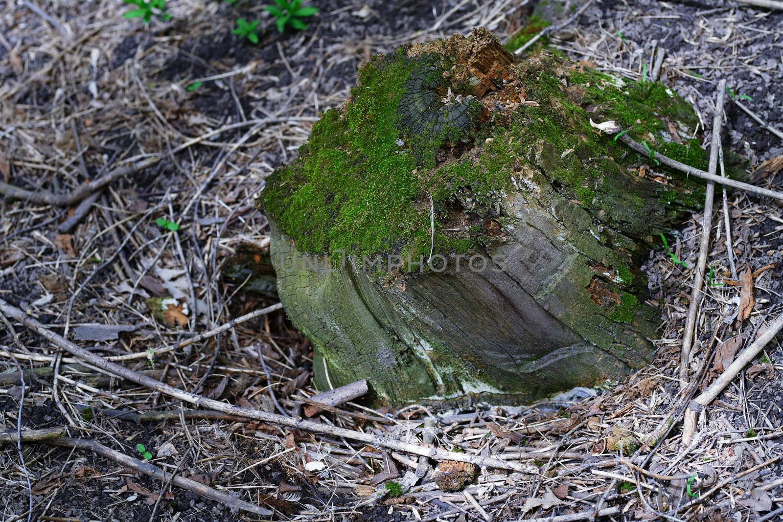 Close-up view on the tree stump with green moss