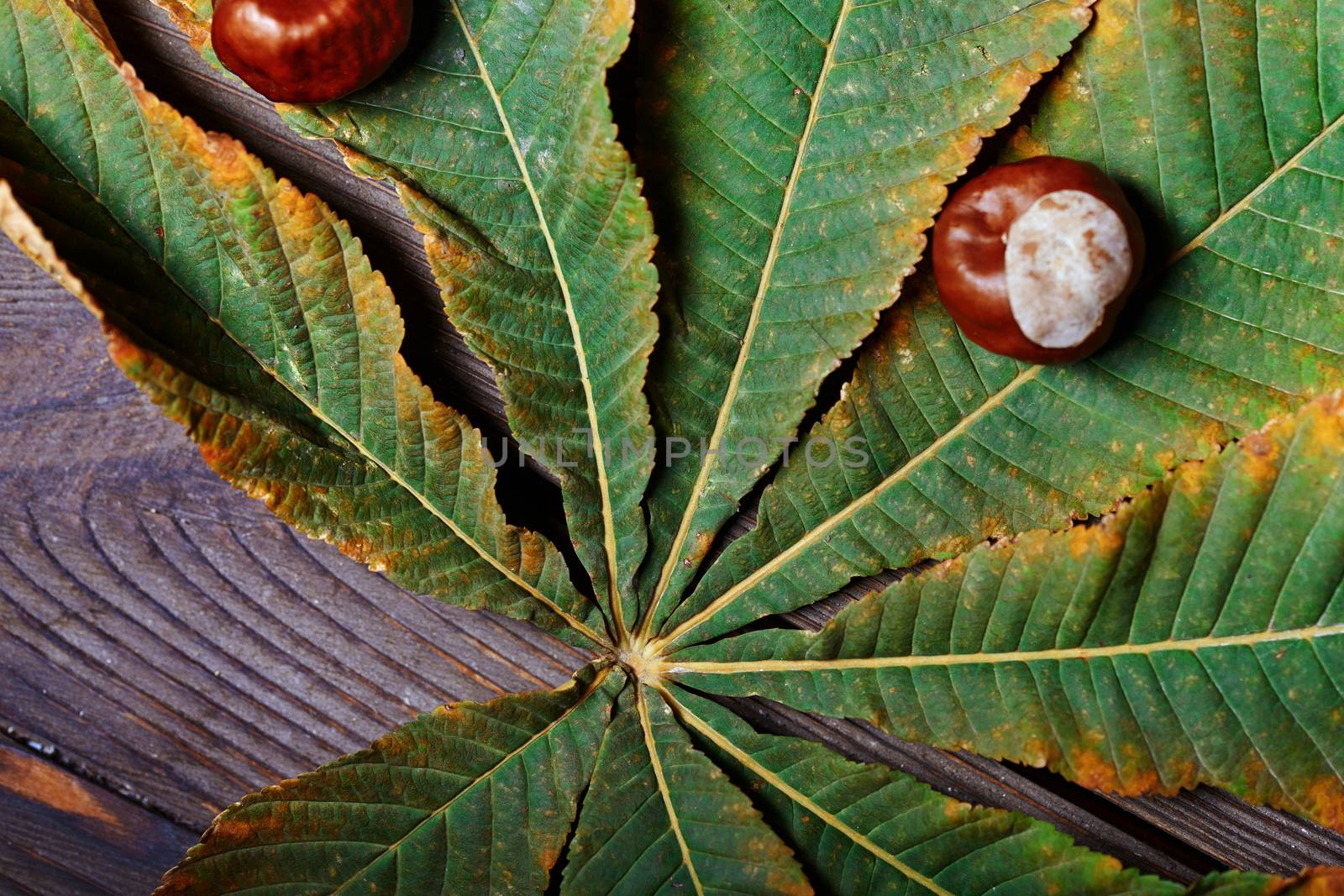 Chestnuts on the leaf. Close-up by Novic