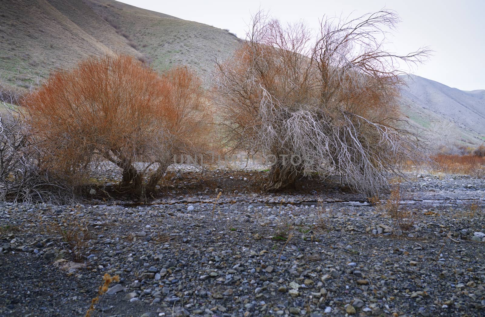 Dried trees at rocky place