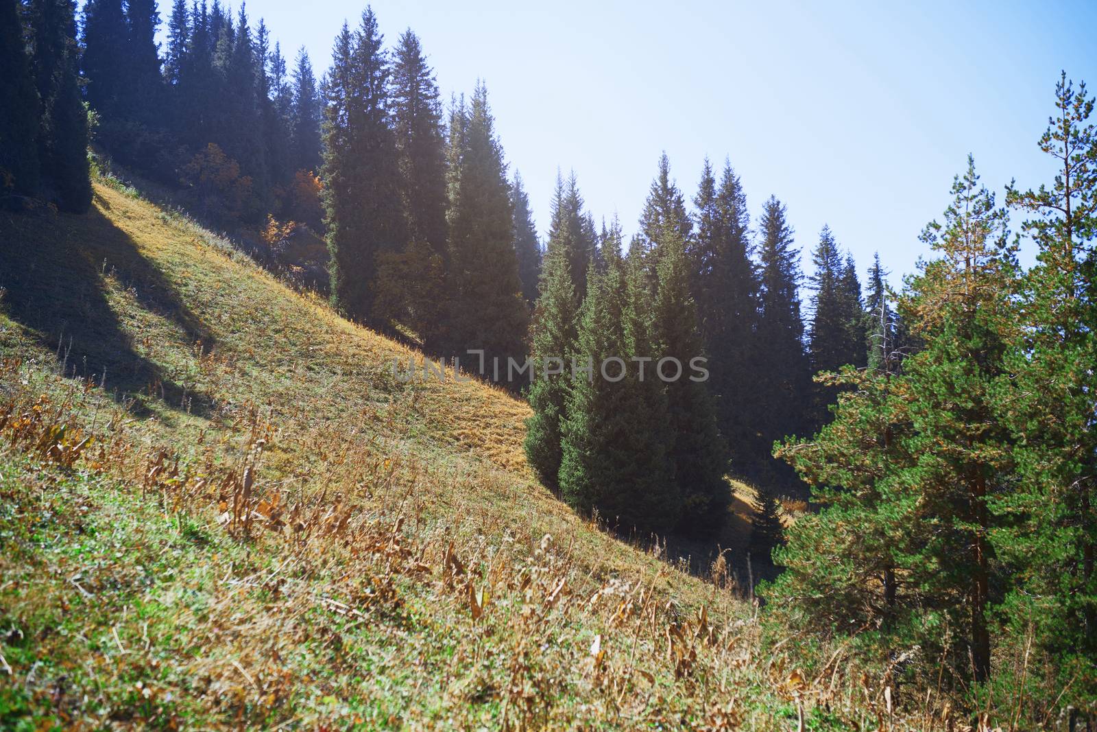 Pine woods in mountain forest by Novic