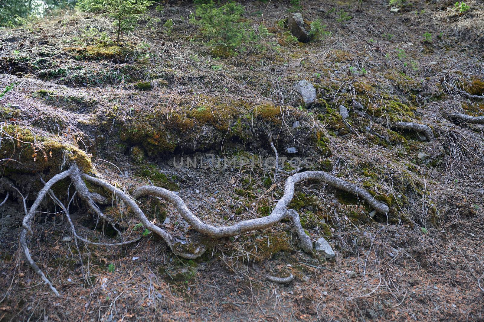 Roots of the old tree in deep forest