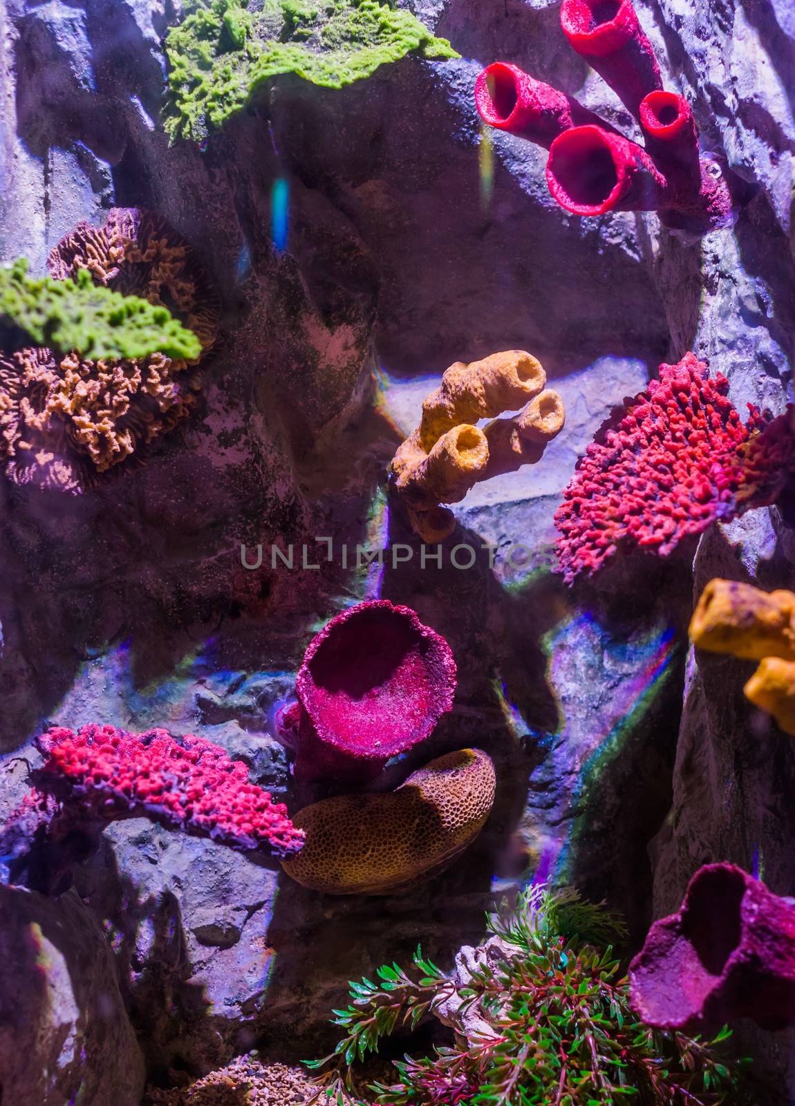 Different colorful corals on some stone rocks, marine life background, ocean flora and fauna by charlottebleijenberg