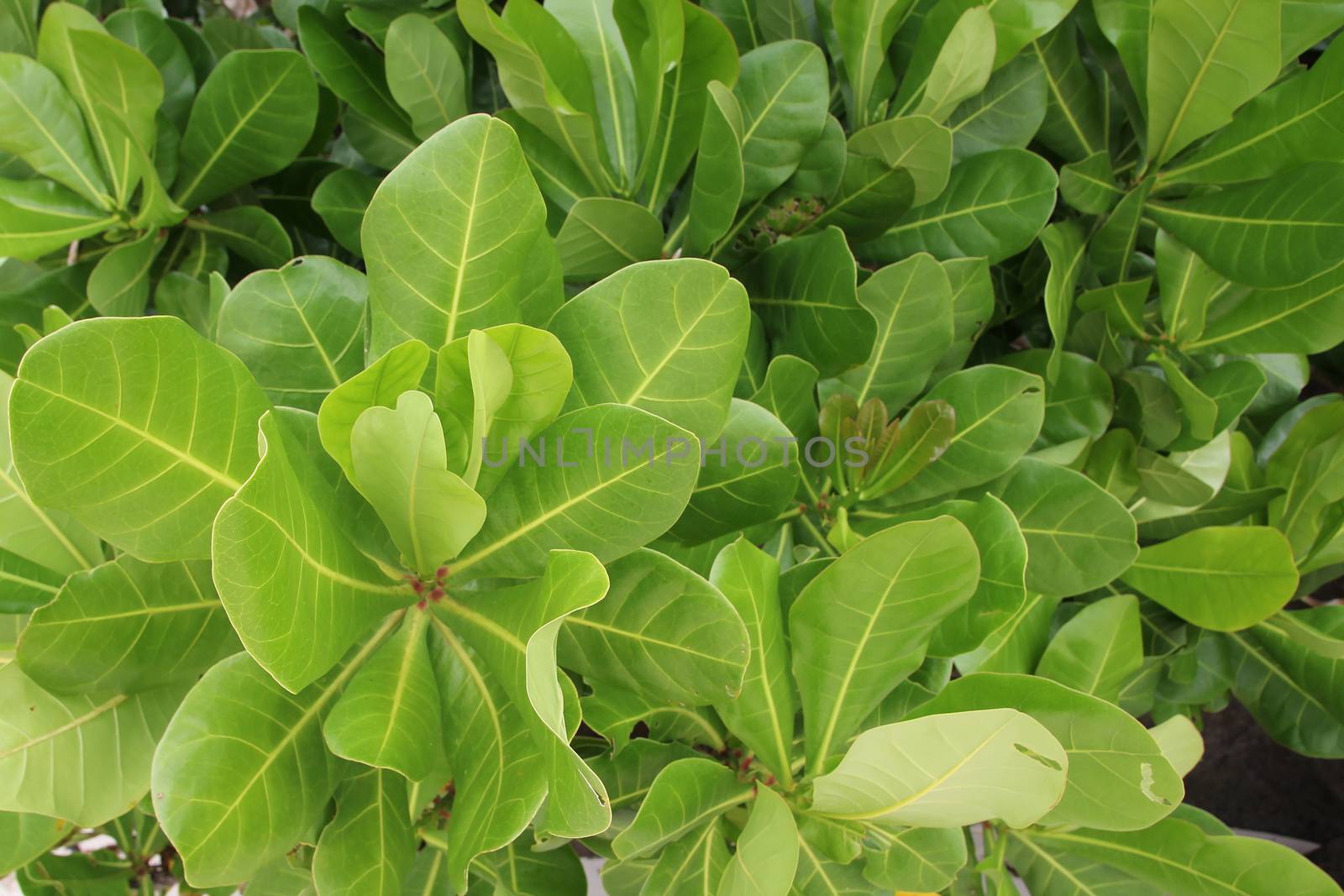 background of bright green tropical leaves