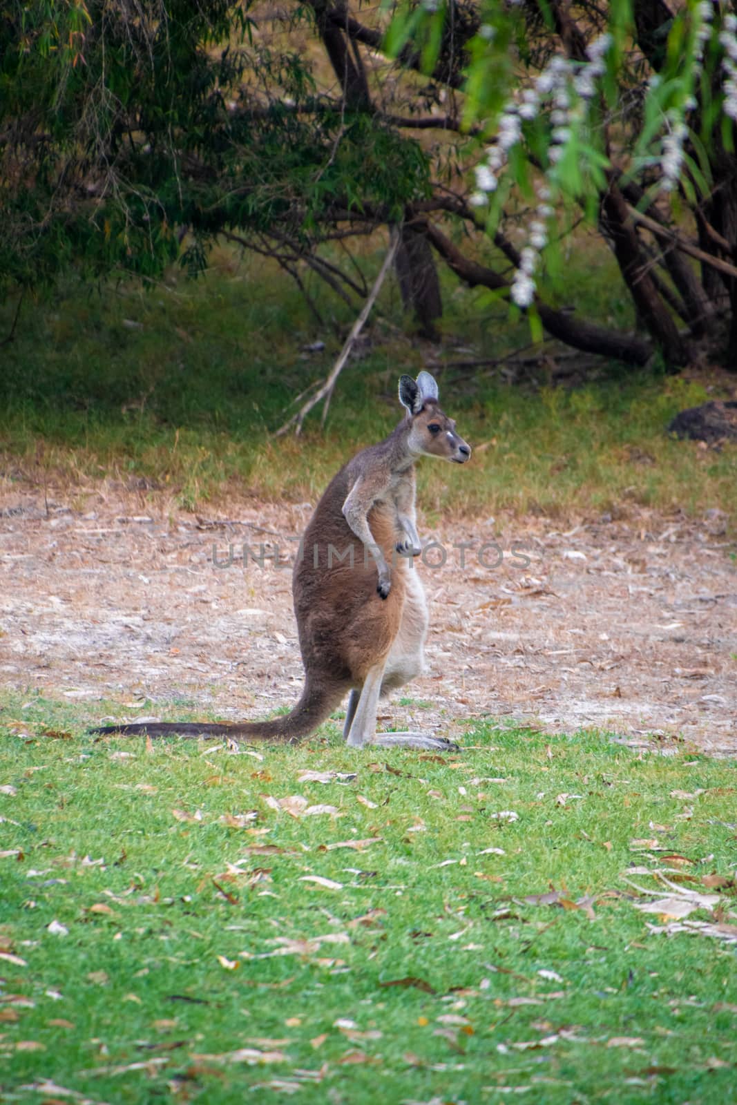 Australian Kangaroo standing upright and scratching himself in Western Australia