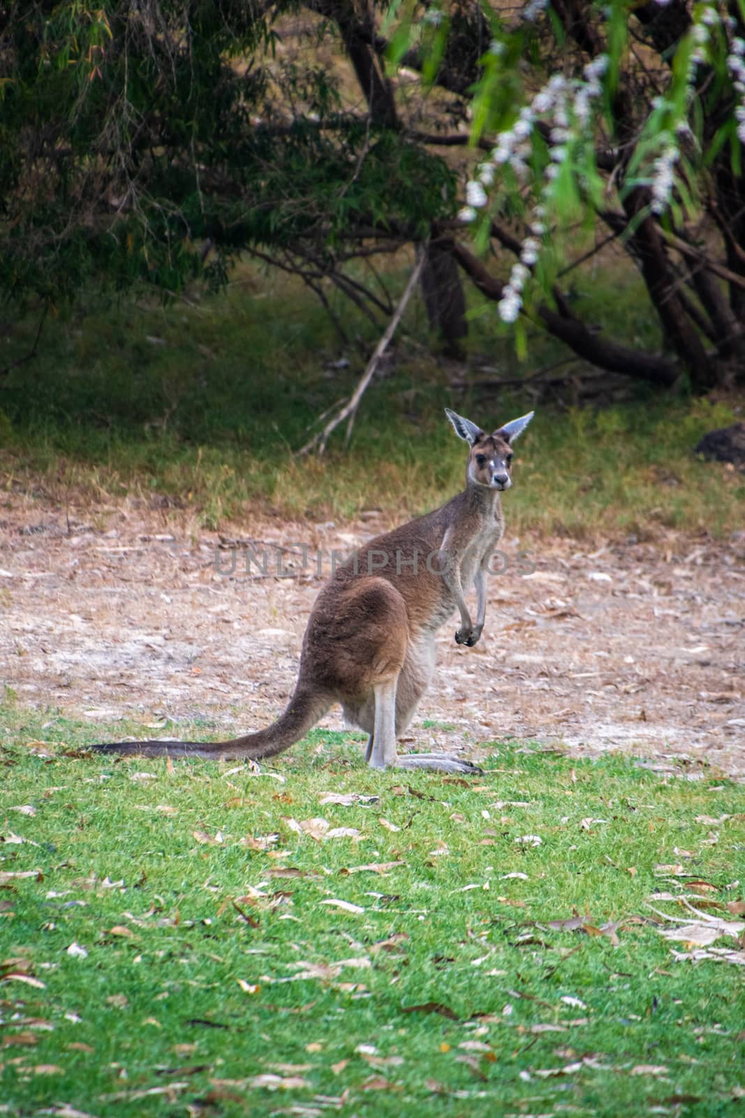 Australian Kangaroo standing upright with long tail on ground by MXW_Stock