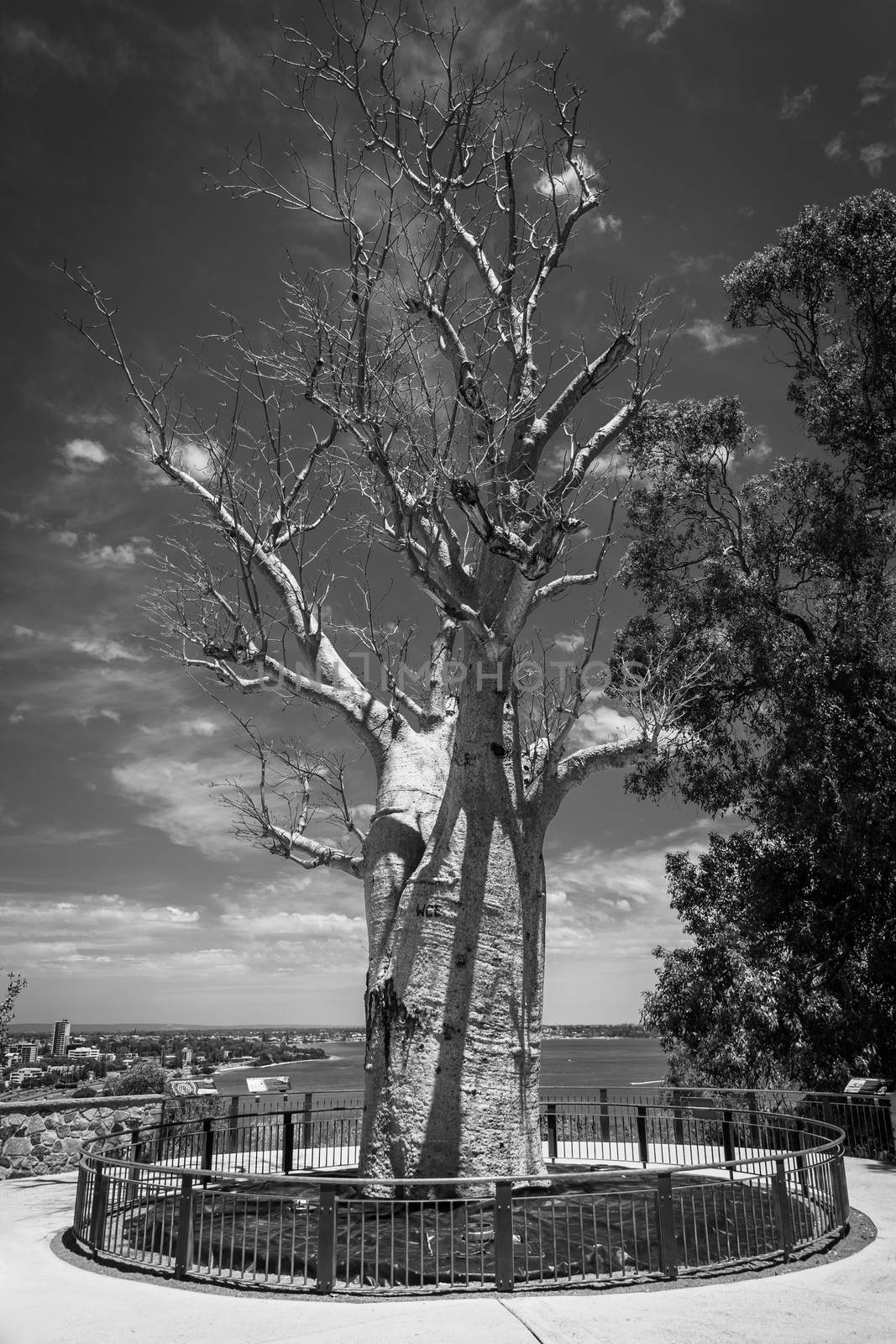 Black and White of Adansonia digitata alias Baobab tree without leafs in Kingspark of Perth by MXW_Stock